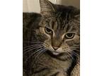 Frankie, Domestic Shorthair For Adoption In Markham, Ontario