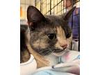Polly, Domestic Shorthair For Adoption In Valley Park, Missouri