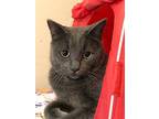 Mr. Tibbs - Sponsored By Stephan S., Domestic Shorthair For Adoption In Markham