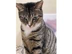 Jerry, Domestic Shorthair For Adoption In Markham, Ontario