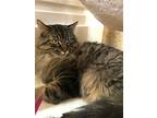Charlie, Domestic Longhair For Adoption In Markham, Ontario