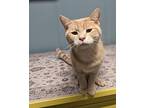 Noodle, Domestic Shorthair For Adoption In Canton, South Dakota