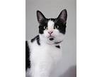 Phil - Sponsored By Sabrina L., Domestic Shorthair For Adoption In Markham