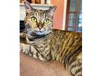 Lass, Domestic Shorthair For Adoption In Roxboro, North Carolina