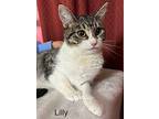 Lilly, Domestic Mediumhair For Adoption In Valley Park, Missouri