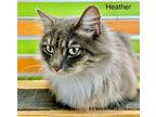 Heather, Domestic Mediumhair For Adoption In St. George, Utah