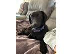 Adopt Jake/survivor a Black Labrador Retriever, Beagle