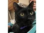 Spooky, Domestic Shorthair For Adoption In Valley Park, Missouri