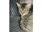 Felix, Abyssinian For Adoption In Markham, Ontario