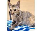 Julia, Domestic Shorthair For Adoption In Anaheim, California