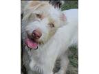 Everleigh, Terrier (unknown Type, Medium) For Adoption In North Little Rock
