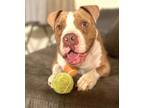 Duce, American Pit Bull Terrier For Adoption In Ft. Pierce, Florida