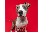 Bella, American Staffordshire Terrier For Adoption In Ft. Pierce, Florida
