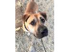 Archie, Labrador Retriever For Adoption In Wilmington, Ohio
