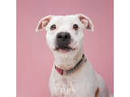 Rue, American Staffordshire Terrier For Adoption In Ft. Pierce, Florida