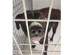 Dogs At Shelter - Extra Urgent, Labrador Retriever For Adoption In Ypsilanti