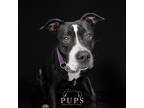 Kella, American Staffordshire Terrier For Adoption In Ft. Pierce, Florida