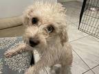 Yoko, Terrier (unknown Type, Small) For Adoption In Scottsdale, Arizona