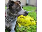 Cookie, American Staffordshire Terrier For Adoption In Ft. Pierce, Florida