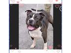 Adopt Gordo a Pit Bull Terrier