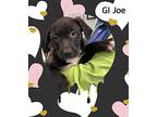 Gi Joe, Labrador Retriever For Adoption In St. George, Utah