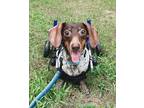 Wiley, Dachshund For Adoption In Raleigh, North Carolina