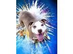 Tender **diamond Dog**, American Pit Bull Terrier For Adoption In Mckinney