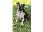 Tyson, Staffordshire Bull Terrier For Adoption In Weston, Florida