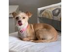 Mama Chica, Cairn Terrier For Adoption In Phoenix, Arizona