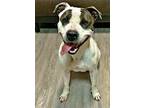 Izzy - (adoption Sponsored), American Staffordshire Terrier For Adoption In
