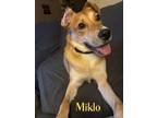 Adopt Miklo a Labrador Retriever, Shepherd