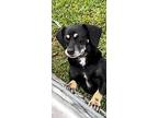 Sasha Mae, Labrador Retriever For Adoption In Weston, Florida