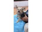 Nancy & Francis, Terrier (unknown Type, Small) For Adoption In Weston, Florida
