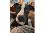 Midnight, American Pit Bull Terrier For Adoption In Mckinney, Texas