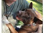 Miss Billie, American Staffordshire Terrier For Adoption In Troy, Michigan