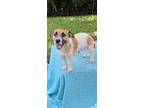 Socket, Jack Russell Terrier For Adoption In Weston, Florida