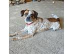 Adopt Zaq a Australian Cattle Dog / Blue Heeler