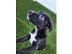 Andy, Labrador Retriever For Adoption In St. George, Utah