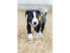 Sky, American Pit Bull Terrier For Adoption In Mckinney, Texas