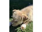 Reggie, Terrier (unknown Type, Small) For Adoption In Scottsdale, Arizona