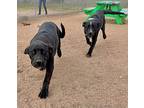 Holt, Labrador Retriever For Adoption In Chisholm, Minnesota