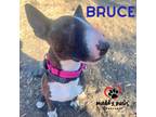 Adopt Bruce a Bull Terrier