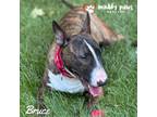 Adopt Bruce a Bull Terrier