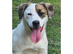 Ester, Terrier (unknown Type, Medium) For Adoption In North Little Rock