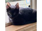 Adopt Rocket a Domestic Short Hair