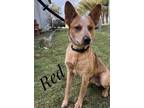 Adopt Red a Australian Cattle Dog / Blue Heeler