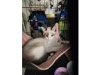 Adopt Levi a Siamese, Snowshoe