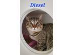 Adopt Diesel a Domestic Short Hair