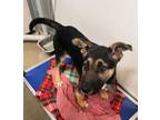 Adopt Teagen a German Shepherd Dog, Mixed Breed