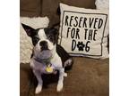 Adopt Pruitt a Boston Terrier